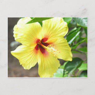 Gult Hibiscus Vykort