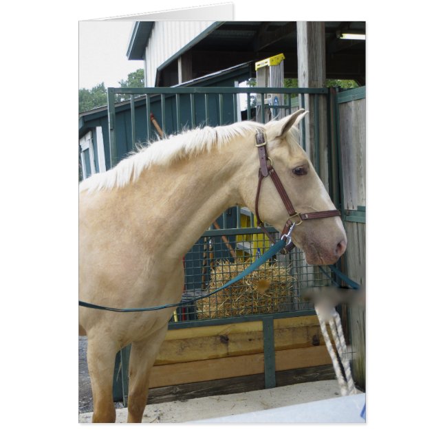 Gult Horse Hälsningskort (Framsidan)