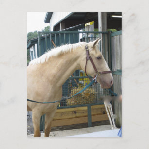 Gult Horse Vykort