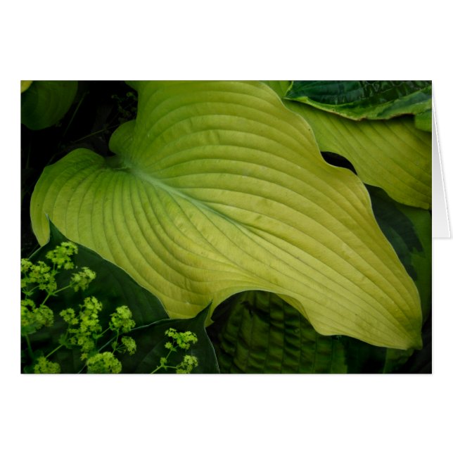 Gult Hosta Hälsningskort (Framsidan Horizontal)