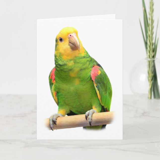 Gult-hövdade amazon kort (Framsida)