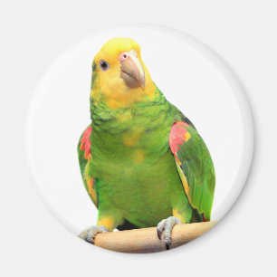 Gult-hövdade amazon magnet