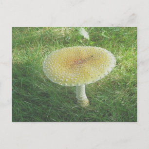 Gult Huge Mushroom-vykort Vykort