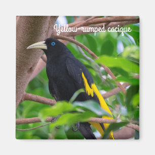Gult-idisslad cacique magnet