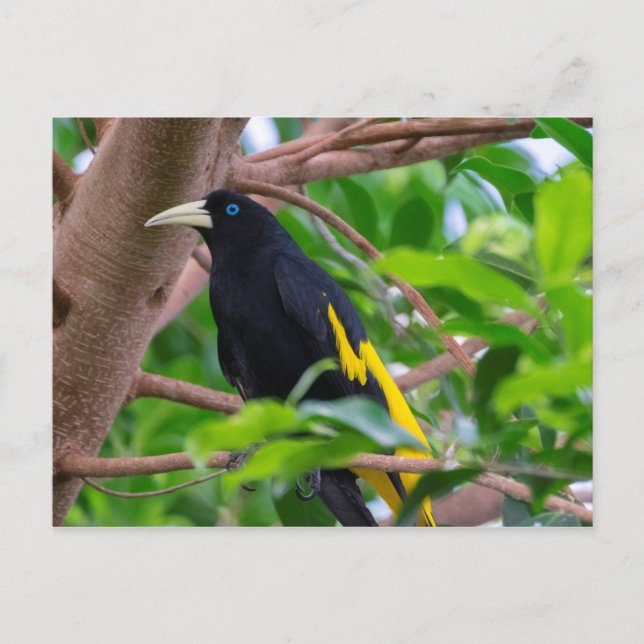 Gult-idisslad cacique vykort (Framsida)