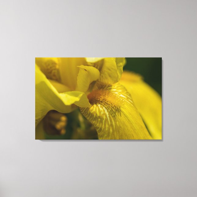 Gult Iris Beard Canvastryck (Framsida)