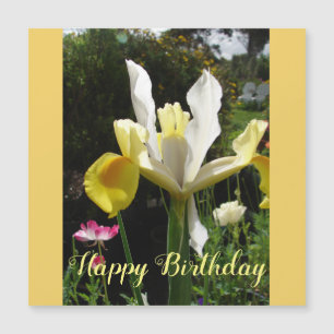 Gult Iris Flower Blommigt Birdday Irises