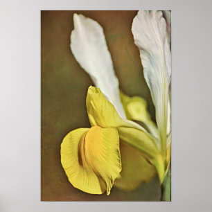 Gult Iris Flower Photographic Art Print Poster