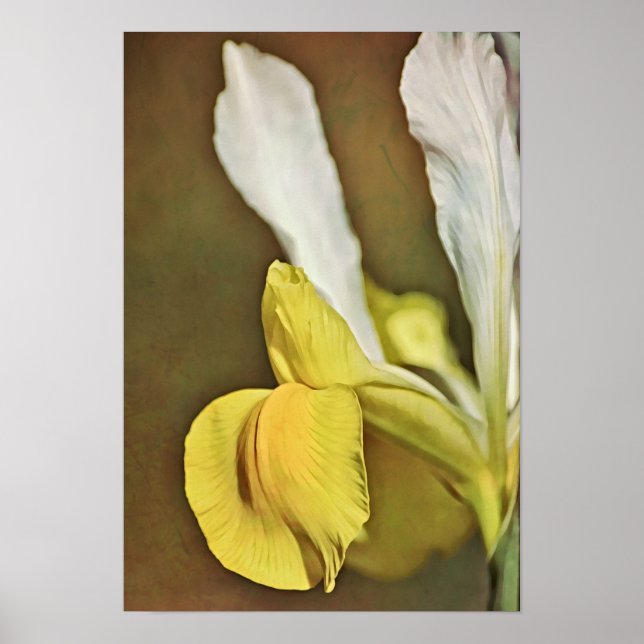Gult Iris Flower Photographic Art Print Poster (Framsidan)