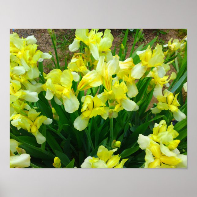 Gult Iris Flower Poster (Framsidan)