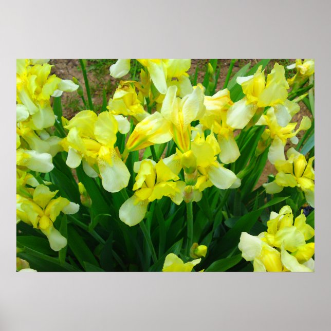 Gult Iris Flower Poster (Framsidan)