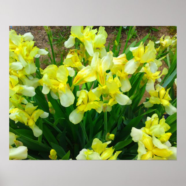 Gult Iris Flower Poster (Framsidan)