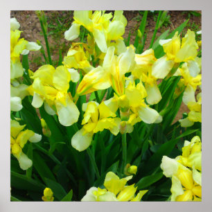 Gult Iris Flower Poster