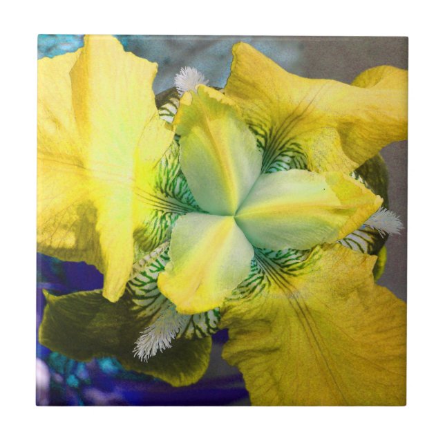 Gult Iris Flower Tile Kakelplatta (Framsidan)