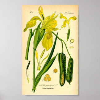 Gult Iris (Iris pseudacorus) Skriv ut Poster