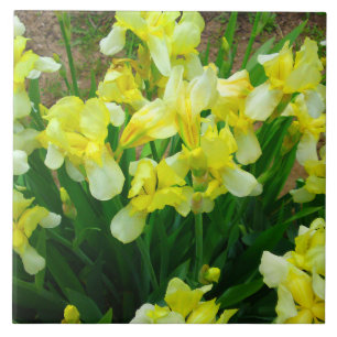 Gult Iris Patch Kakelplatta