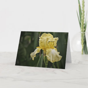 Gult Iris Sunshine Scripture Card-nummer 6:25 Kort