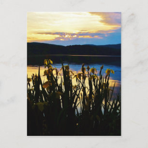 Gult Iris vid Sjö Arrowhad-kusten Vykort