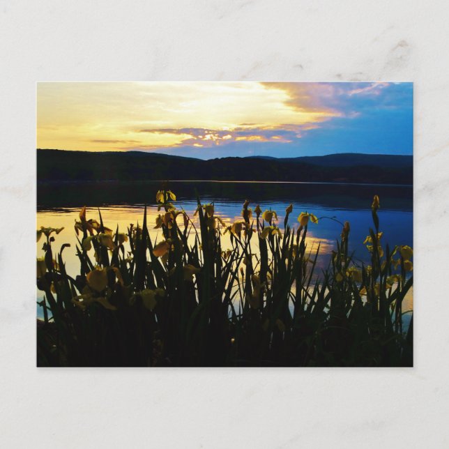 Gult Iris vid Sjö Arrowhad-kusten Vykort (Framsida)