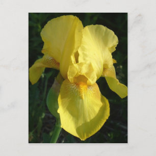 Gult Iris Vykort