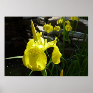 Gult Irises Bright Vår Blommigt Poster