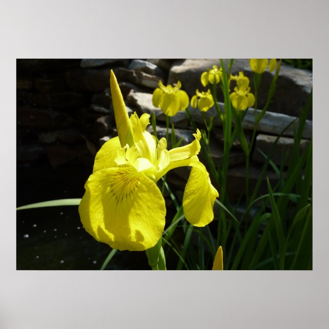 Gult Irises Bright Vår Blommigt Poster (Framsidan)