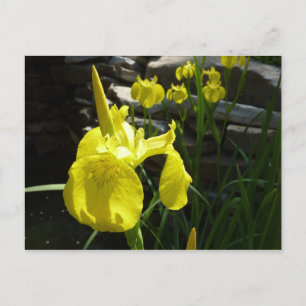 Gult Irises Bright Vår Blommigt Vykort