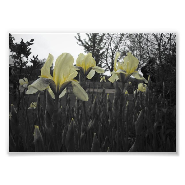 Gult Irises Fototryck (Framsidan)