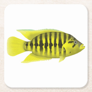 Gult Jacka Cichlid Underlägg Papper Kvadrat
