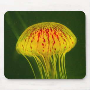 Gult Jellyfish Musmatta