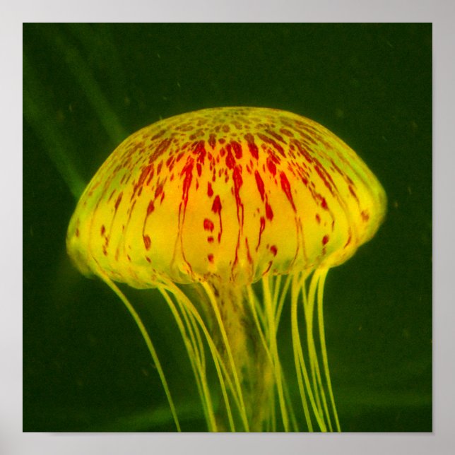 Gult Jellyfish Poster (Framsidan)