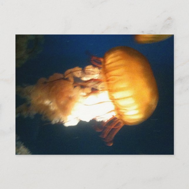 Gult Jellyfish Vykort (Framsida)