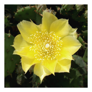 Gult Kactus prickly Pear Flower Fototryck