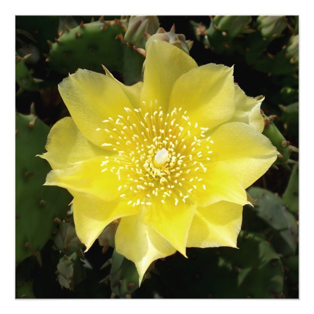 Gult Kactus prickly Pear Flower Fototryck (Framsidan)