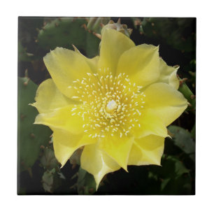 Gult Kactus prickly Pear Flower Kakelplatta