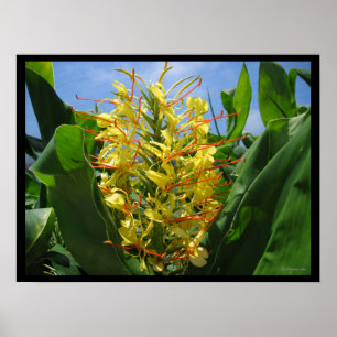 Gult Kahili Ginger Tropical Flowers Poster Skriv u