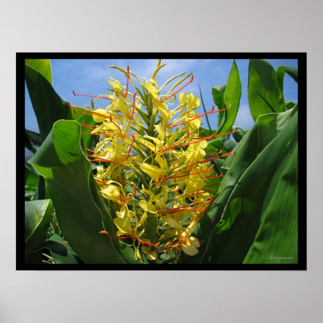 Gult Kahili Ginger Tropical Flowers Poster Skriv u (Framsidan)