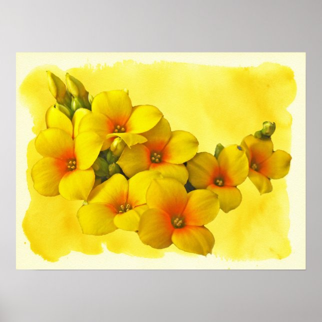 Gult Kalanchoe - Succulent Sunshine Poster (Framsidan)