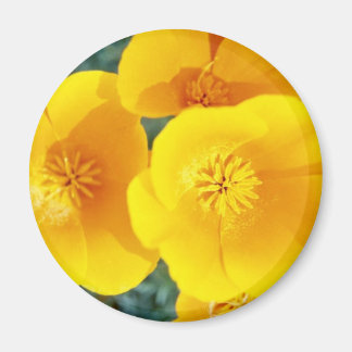 gult Kaliforniens poppies i blommor i fullt Magnet