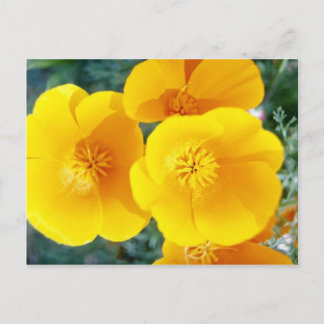 gult Kaliforniens poppies i blommor i fullt Vykort