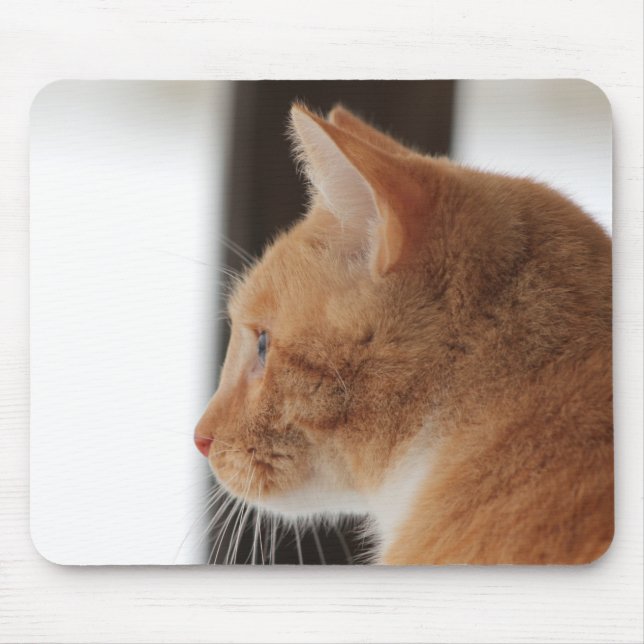Gult Katt Musmatta (Framsidan)