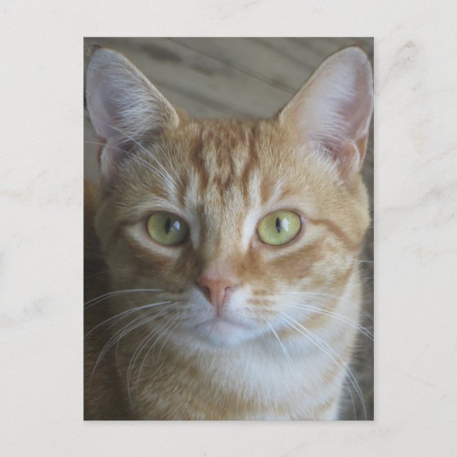 Gult Katt Vykort (Framsida)