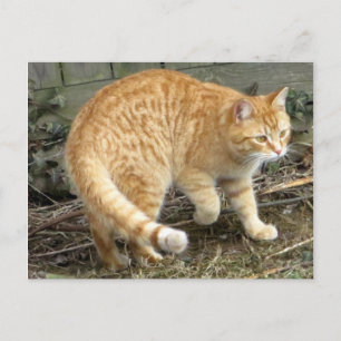 Gult - kattlåda vykort