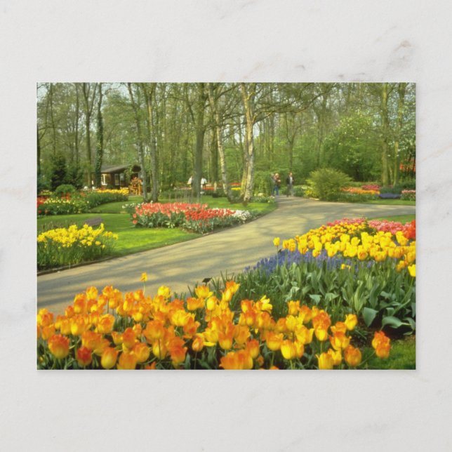 gult Keukenhof Gardens nära Haarlem, Nederländerna Vykort (Framsida)