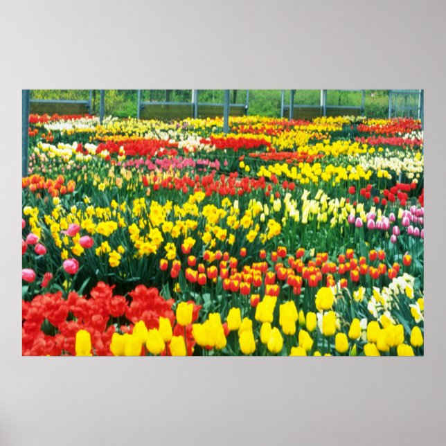 gult Keukenhof Greenhouse-blommor Poster (Framsidan)