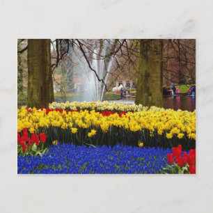 gult Keukenhof trädgårdens, Amsterdam, Nederländer Vykort
