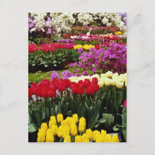gult Keukenhof trädgårdens, Amsterdam, Nederländer Vykort