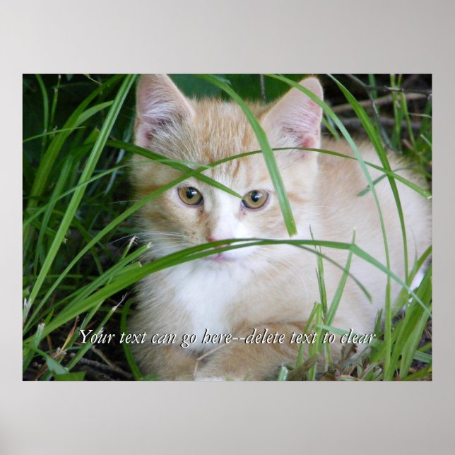 Gult Kitten i Poster av totalgräs (Framsidan)