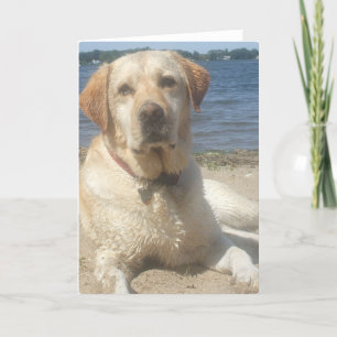 Gult kort för hälsning för Labrador Retriever