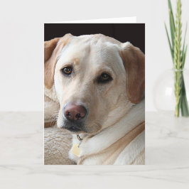 Gult kort för hälsning för Labrador Retriever